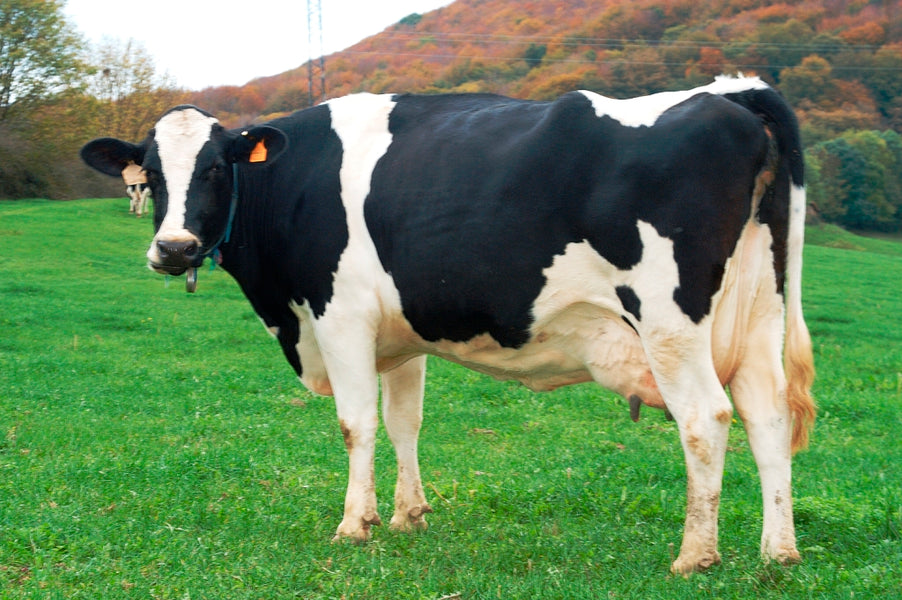 Queso fresco artesano 100% leche de vaca: sano y necesario en todas las edades